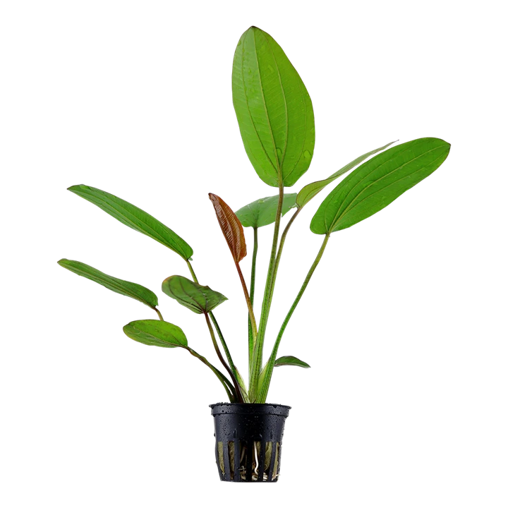 Tropica Akvarieplante i potte Echinodorus x barthii